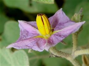  Stamens